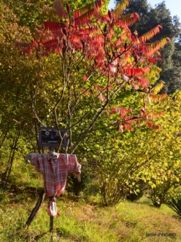 Jardin à l'automne 085.jpg