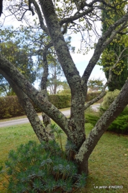 La Romieu,Coursiana,chez Renée,Ginkgo biloba 231.JPG