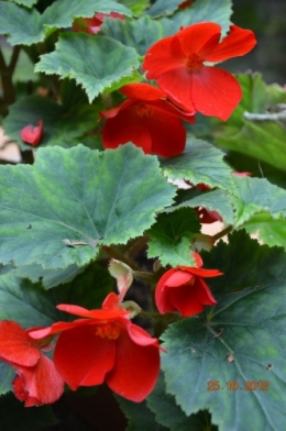 vigne vierge,sunpatiens,sauge ananas,hibiscus,bégonia dragon,rhus