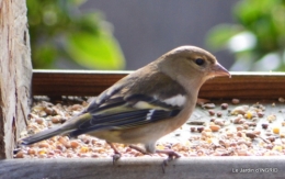 les oiseaux,les poules d'eau 041.JPG