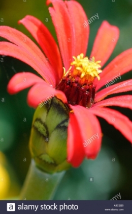 zinnia-red-spider-A3CEB5.jpg