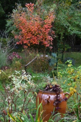 automne au jardin 017.JPG