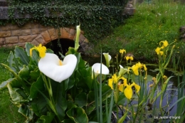 paquerettes,arums,laurier palme,jardin 104.JPG