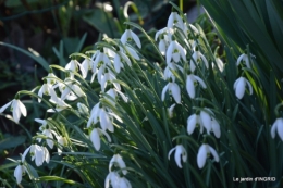 février,perces-neiges,hamamélis,paquerettes 020.JPG