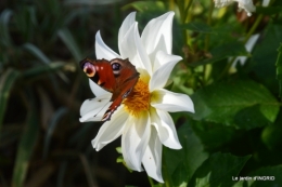 papillons,couleurs d'automne,Bernadette,pluie 020.JPG