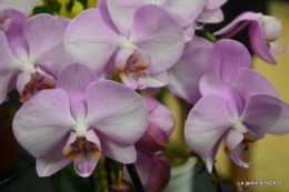 Orchidées,Noel jardiland,lever du soleil 052.JPG