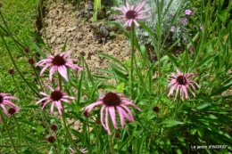 inondation,jardin,oeufs cygnes,chez Nathalie 069.JPG