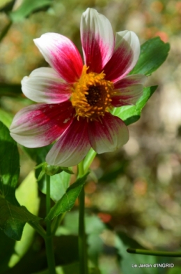 dahlias,massifs refaits,Lalinde,jardin 079.JPG