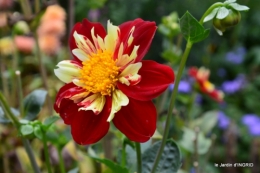 l'orage,dahlias,copines,jardin,sauges 012.JPG