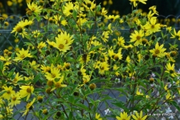 jardin Mme Perichou,grandes fleurs,bouquet,jardin 037.JPG