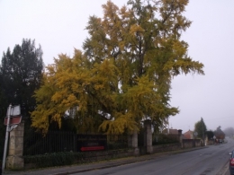 ginkgos,Noel Desmartis 016.JPG