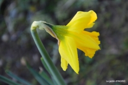 première gelée,compositions florales à garder,jardin 006-001.JPG