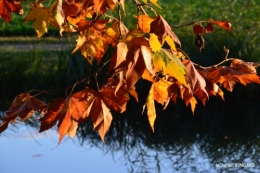 jardin automne,voisinage,canal 082.JPG