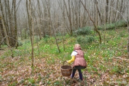jonquilles dans les bois 022.JPG