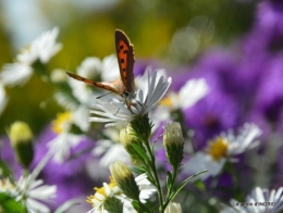 papillons,couleurs d'automne,Bernadette,pluie 029.JPG