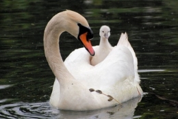 cygne-330193.jpg