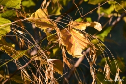 cygnes,jardin,apres la tonte 101.JPG