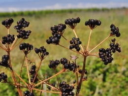 Smyrnium_olusatrum_fruits_Re.jpg