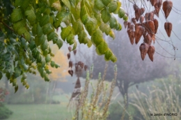 brouillard le matin d'automne 056.JPG