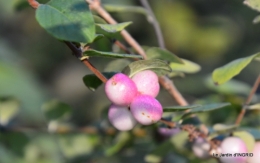 marché de Noel,décos extérieurs,couronnes,petits fruits 072.JPG