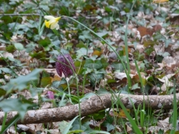 les jonquilles des bois 025.jpg