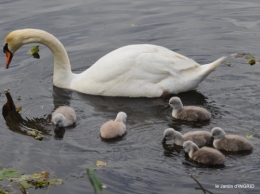 bébés cygnes,iris,clématite 011.JPG