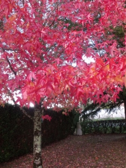 magasin,expo Bordeaux,jardin automne 058.JPG