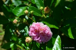 le jardin de Frescati,roses 030.JPG