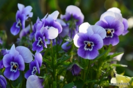 jardin avril,tulipes pivoine,iris d'eau,chenilles 128.JPG