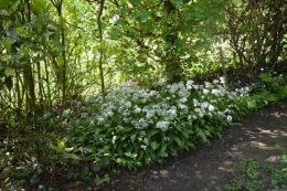 iris,arbre de judée,pivoine,Arya,viburnum,pts plants,cytise,akéb 043.JPG