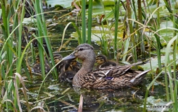 puces Lalinde,bébés canards,au moulin souci 052.JPG