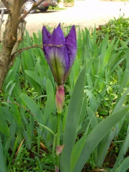 jacinthes sauvages,adjuga,phlox divaricata,pensée,muscari,iris