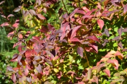 jardin automne,voisinage,canal 147.JPG