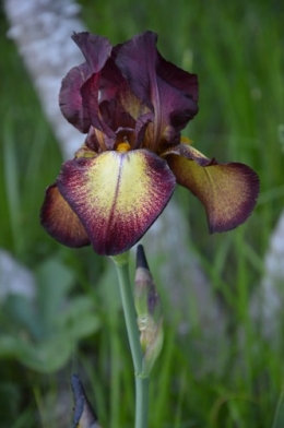 ancolies,jardins de la Brande,les filles et Caro 080.JPG