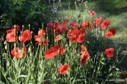 Ciron,jardin en mai,les filles piscine,Domme,roses 259.JPG