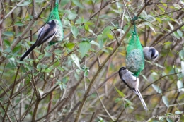 les lettres,les oiseaux,givre 091.JPG