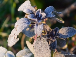 première gelée,compositions florales à garder,jardin 002.JPG