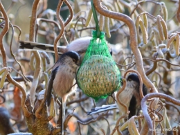 jardin givré,oiseaux 060.JPG