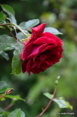 jardin,roses,cabane 123.JPG