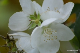 coeur des fleurs,papillons,libellules 201.JPG