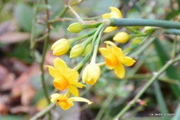 Givre,dentelles,helebores,crocus 058.JPG