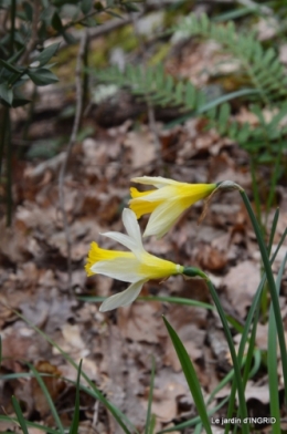 les jonquilles des bois 013.jpg