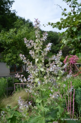 jardin,potager,roses,sauges 112.JPG