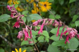 après la pluie,Tuillères,Mne Peirichou fleurs 029.JPG