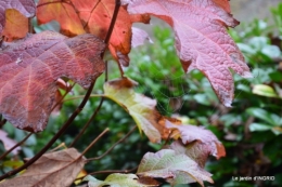 Brouillard,cypres chauve,jardinage 030.JPG