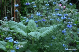 jardin,chez Bernadette,puces,cygnes,pluie 051.JPG