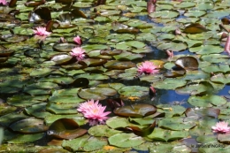 le jardin de Frescati,roses 039.JPG