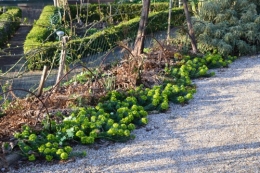 anniversaire Brigitte,fête de l'arbre Montignac,jardin 012.JPG