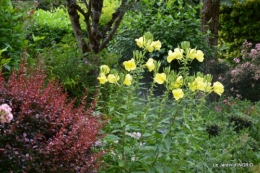 jardin juin,cabane,bouquet 105.JPG