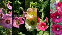 2014-06-25 chez Fabien,le canal,jardin,hémérocalles,le souci,potager.jpg